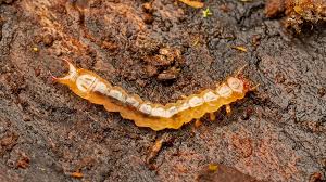 Attēlu rezultāti vaicājumam “Schizotus pectinicornis larva”