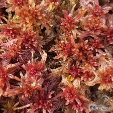 Attēlu rezultāti vaicājumam “Sphagnum tenellum”