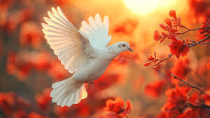 Image result for FOTO DE PAZ