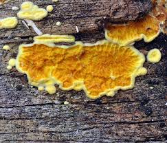 Attēlu rezultāti vaicājumam “Pseudomerulius aureus”