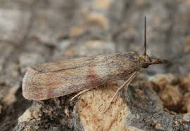 Attēlu rezultāti vaicājumam “Hypochalcia ahenella”