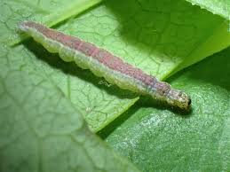 Attēlu rezultāti vaicājumam “Ypsolopha dentella”