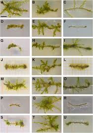 Attēlu rezultāti vaicājumam “Leptodictyum riparium sporophyte”