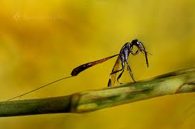 Attēlu rezultāti vaicājumam “Gasteruption jaculator imago”