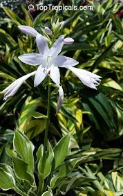 Attēlu rezultāti vaicājumam “Hosta sp. flower”