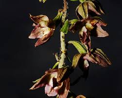 Attēlu rezultāti vaicājumam “Epipactis helleborine”