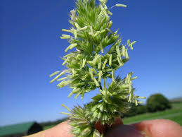 Attēlu rezultāti vaicājumam “Dactylis polygama”