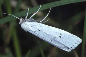 Attēlu rezultāti vaicājumam “Coscinia cribraria”