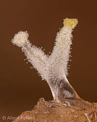 Attēlu rezultāti vaicājumam “Ceratiomyxa fruticulosa young”