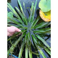 Attēlu rezultāti vaicājumam “Stratiotes aloides”