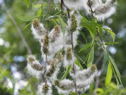 Attēlu rezultāti vaicājumam “Salix daphnoides subsp. acutifolia bud”