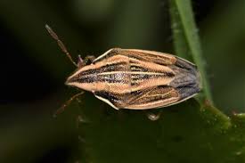 Attēlu rezultāti vaicājumam “Aelia acuminata”