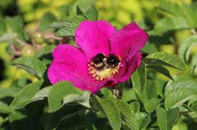 Image result for Rosengewächse