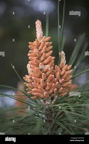 Attēlu rezultāti vaicājumam “Pinus sylvestris male flower”