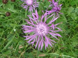 Image result for Centaurea nigra