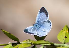 Attēlu rezultāti vaicājumam “Celastrina argiolus”