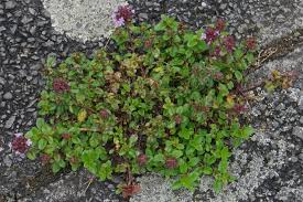 Attēlu rezultāti vaicājumam “Thymus pulegioides fruit”