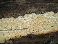 Attēlu rezultāti vaicājumam “Sidera lenis”