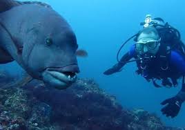 Image result for Peninsula Sub Aqua