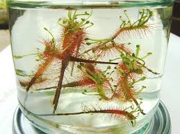 Attēlu rezultāti vaicājumam “Drosera anglica leaf”