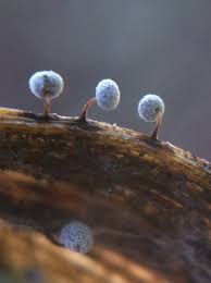 Attēlu rezultāti vaicājumam “Didymium xanthopus”