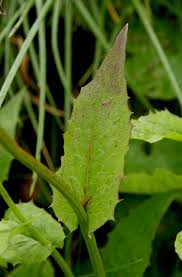 Attēlu rezultāti vaicājumam “Crepis paludosa fruit”