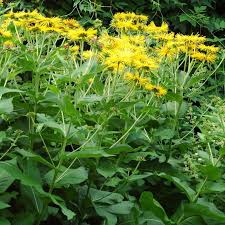 Image result for Inula helenium
