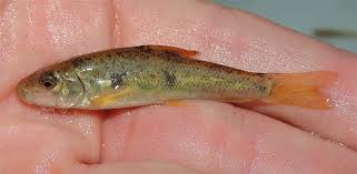Image result for Catostomus commersonii