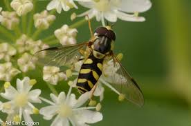 Attēlu rezultāti vaicājumam “Leucozona glaucia”