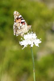 Attēlu rezultāti vaicājumam “Vanessa cardui underside”