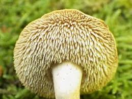 Attēlu rezultāti vaicājumam “Hydnum rufescens”