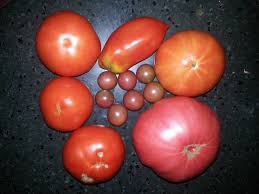 Afbeeldingsresultaat voor prudence purple tomato