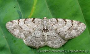 Attēlu rezultāti vaicājumam “Aethalura punctulata”