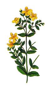 Image result for Johanniskraut