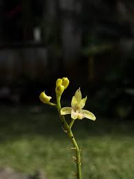 Attēlu rezultāti vaicājumam “Colchicum szovitsii subsp. szovitsii flower”