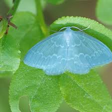 Attēlu rezultāti vaicājumam “Jodis putata”