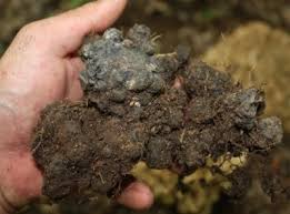 Attēlu rezultāti vaicājumam “Polyporus umbellatus”