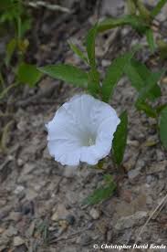 Attēlu rezultāti vaicājumam “Calystegia inflata leaf”