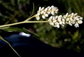 Attēlu rezultāti vaicājumam “Persicaria lapathifolia flower”