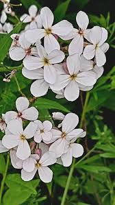 Attēlu rezultāti vaicājumam “Hesperis matronalis bud”