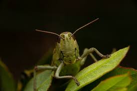 Attēlu rezultāti vaicājumam “Stethophyma grossum”
