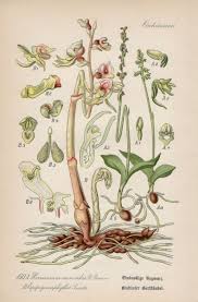 Attēlu rezultāti vaicājumam “Herminium monorchis flower”