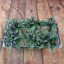 Attēlu rezultāti vaicājumam “Ajuga reptans bud”