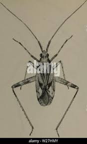 Attēlu rezultāti vaicājumam “Phytocoris varipes”