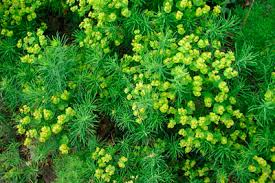 Attēlu rezultāti vaicājumam “Euphorbia cyparissias flower”
