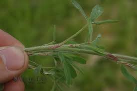 Attēlu rezultāti vaicājumam “Trifolium arvense leaf”