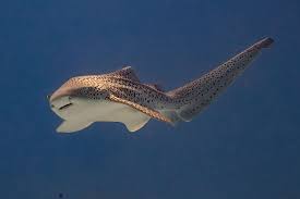 Image result for Stegostoma tigrinum