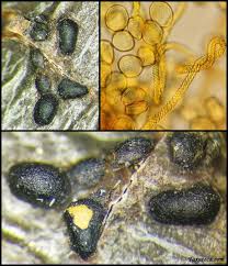 Attēlu rezultāti vaicājumam “Trichia alpina”