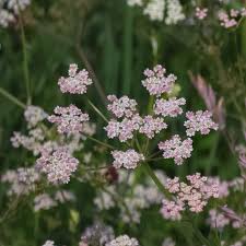 Attēlu rezultāti vaicājumam “Carum carvi flower”