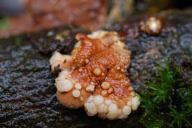 Attēlu rezultāti vaicājumam “Hypocreopsis lichenoides”